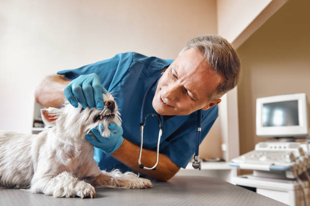 Best Emergency Gum Treatment in Athens, IL